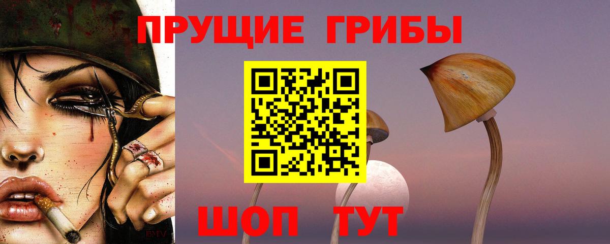 где найти наркотики  Новороссийск  Галлюциногенные грибы Psilocybine cubensis 